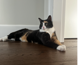 Lost Female Cat last seen St.Georges Avenue, Braemar Road, St.Mary's Avenue, St.Pauls Avenue, North Vancouver, BC V7N 1W7