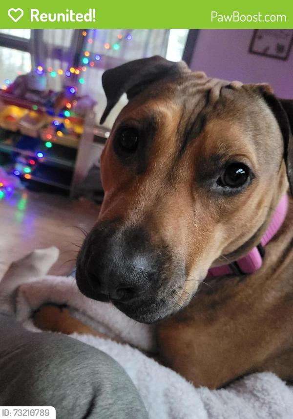 Reunited Female Dog last seen Summerset Court, Midland, MI 48642