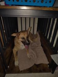 Reunited Female Dog last seen Claymore Dr and Westview Lane, Plano, TX 75075