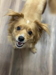 Shelter Stray Female Dog last seen River Trails Cir & Ambassador Dr, Rancho Cordova, CA, 6201 Florin Perkins Rd, Sacramento, CA 95828, USA
