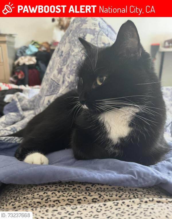 Lost Female Cat last seen 18th, National City, CA 91950