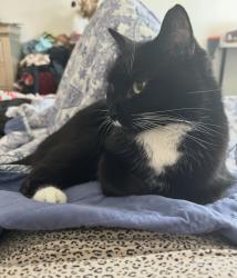 Lost Female Cat last seen 18th, National City, CA 91950