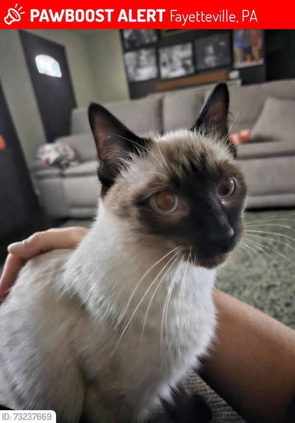 Lost Male Cat last seen Smoketown Rd, Fayetteville, PA 17222