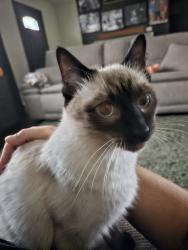 Lost Male Cat last seen Smoketown Rd, Fayetteville, PA 17222