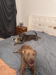 Found/Stray Female Dog last seen NE 17th Ave and NE 15th Street, Pompano Beach, FL 33064