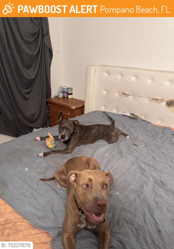Found/Stray Female Dog last seen NE 17th Ave and NE 15th Street, Pompano Beach, FL 33064