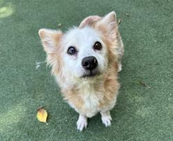 Shelter Stray Male Dog last seen Near Mission Avenue, Oceanside, CA, 92058, Oceanside, CA 92058, USA