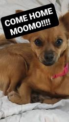 Reunited Female Dog last seen Walgreens New Shackle Island Rd & CVS Across from Hendersonville hosp, Hendersonville, TN 37075