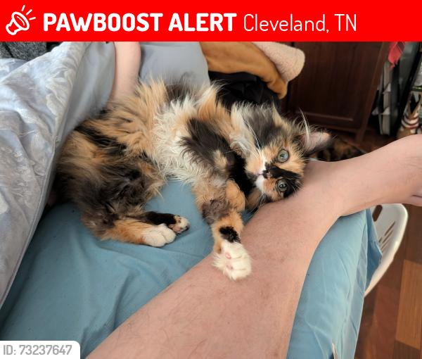 Lost Female Cat last seen Near Wilson Heights Circle NE Cleveland TN, Cleveland, TN 37312
