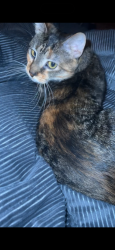 Reunited Female Cat last seen Hillcrest lane, Gloucester Township, NJ 08012