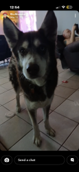 Lost Male Dog last seen By the price cutter, Monett, MO 65708