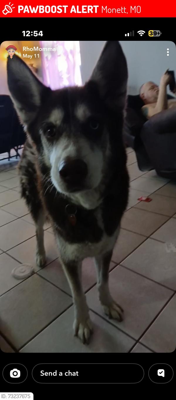 Lost Male Dog last seen By the price cutter, Monett, MO 65708