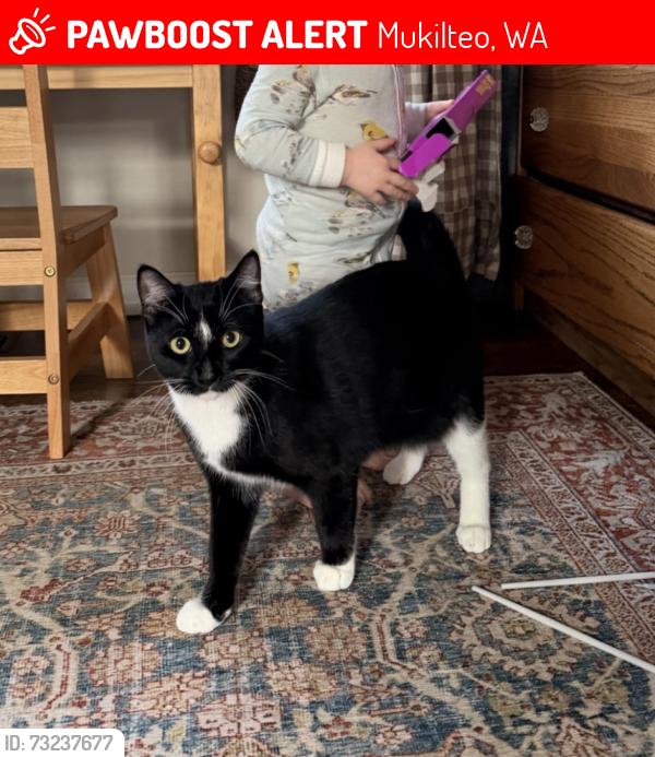 Lost Female Cat last seen Scurlock Ln and Mukilteo Blvd, Mukilteo, WA 98275