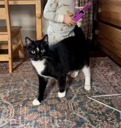 Lost Female Cat last seen Scurlock Ln and Mukilteo Blvd, Mukilteo, WA 98275