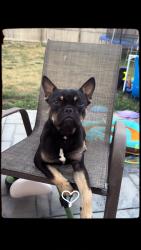 Reunited Male Dog last seen 44th St, Bellevue, NE 68123