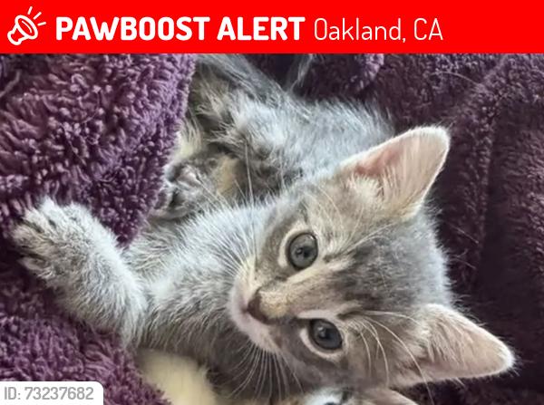 Lost Female Cat last seen 6th st, Oakland, CA 94606