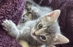 Lost Female Cat last seen 6th st, Oakland, CA 94606