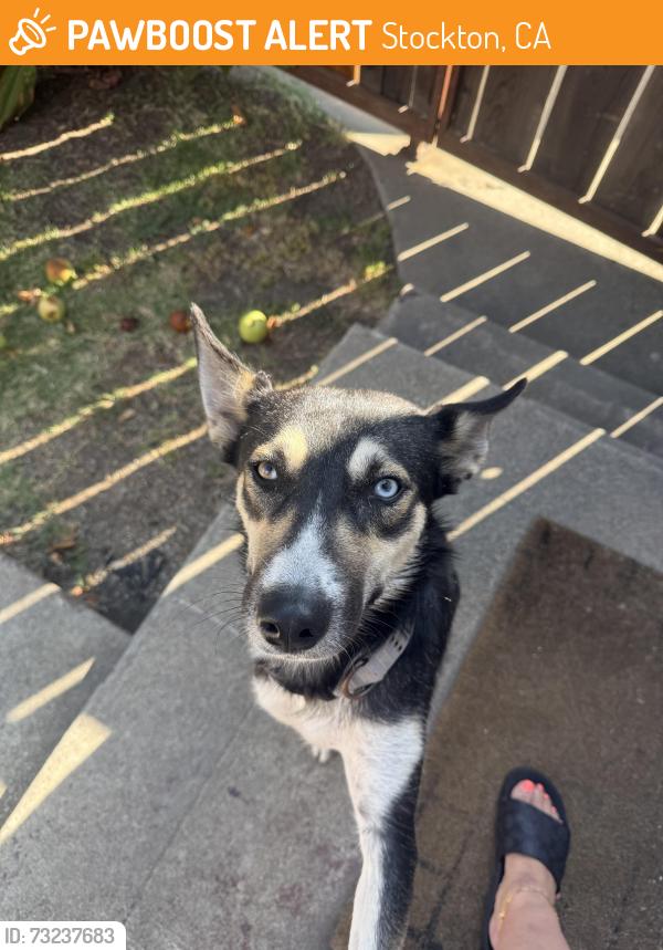 Found/Stray Female Dog last seen Tuxedo & Buena Vista, Stockton, CA 95204