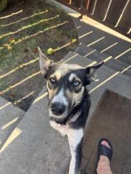 Found/Stray Female Dog last seen Tuxedo & Buena Vista, Stockton, CA 95204