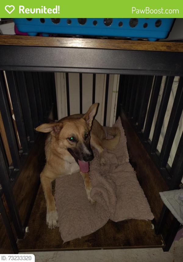 Reunited Female Dog last seen Claymore Dr and Westview Lane, Plano, TX 75075