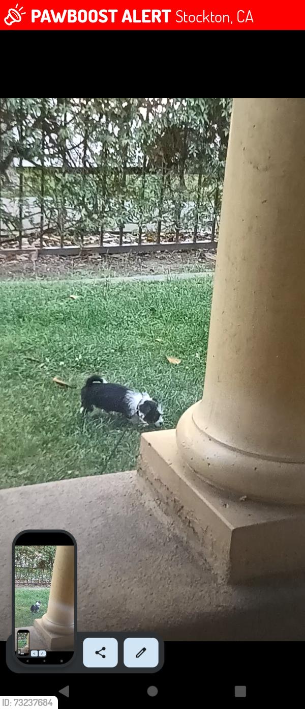 Lost Female Dog last seen Elsorado, Stockton, CA 95206