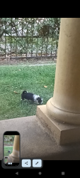 Lost Female Dog last seen Elsorado, Stockton, CA 95206