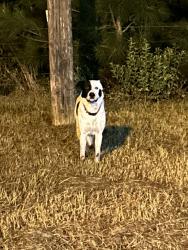 Found/Stray Unknown Dog last seen Foster Dr, Conroe, TX 77301