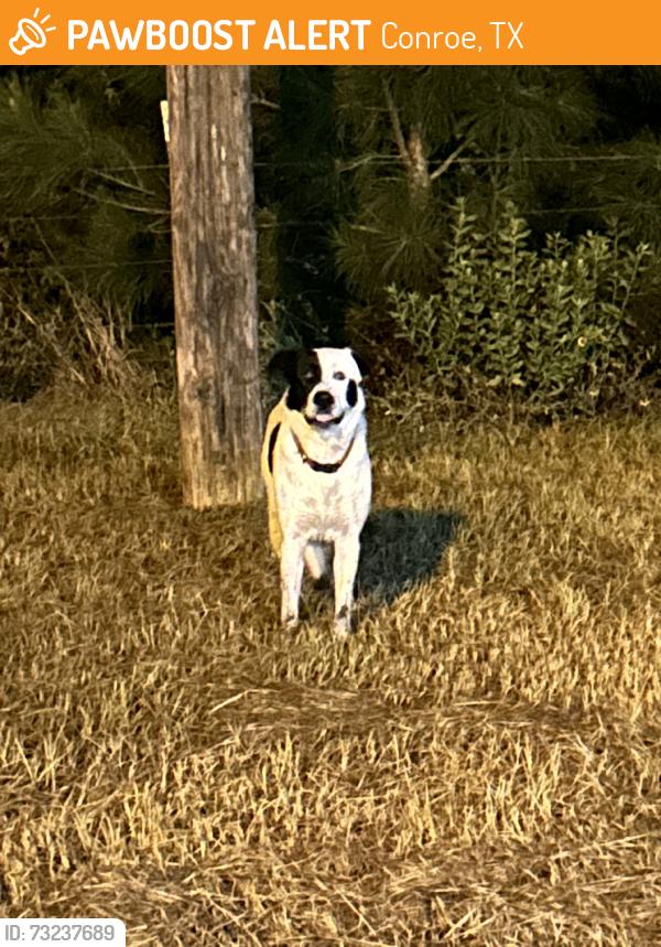 Found/Stray Unknown Dog last seen Foster Dr, Conroe, TX 77301
