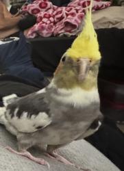 Lost Male Bird last seen San Fernando elementary school, San Fernando, CA 91341