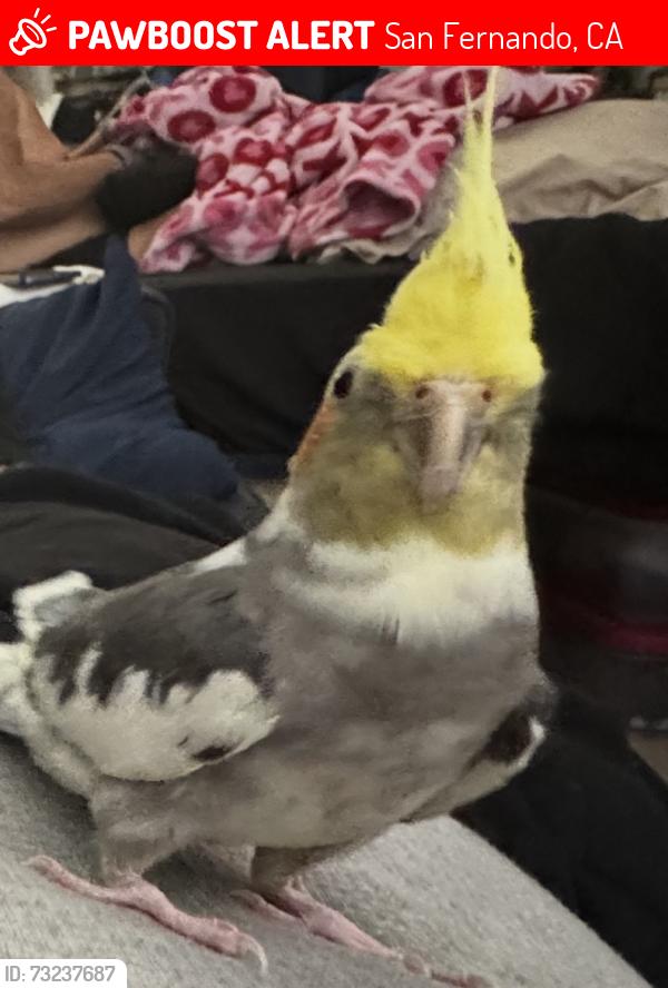 Lost Male Bird last seen San Fernando elementary school, San Fernando, CA 91341