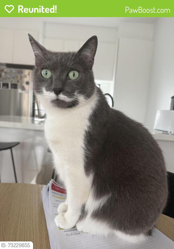 Reunited Female Cat last seen Altna avenue, Airport West, VIC 3042