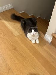 Reunited Male Cat last seen Fern Glen and La Jolla Blvd, San Diego, CA 92037