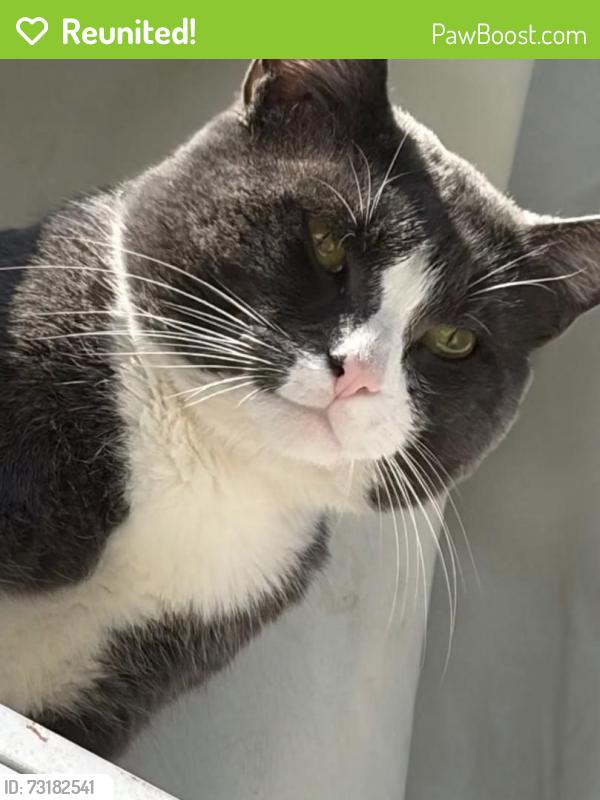 Reunited Male Cat last seen Greenwich, CT, USA, Greenwich, CT 06830