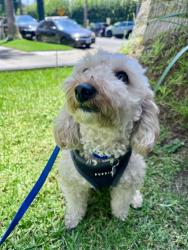 Found/Stray Male Dog last seen 11th & Washington Avenue, Santa Monica, CA 90403