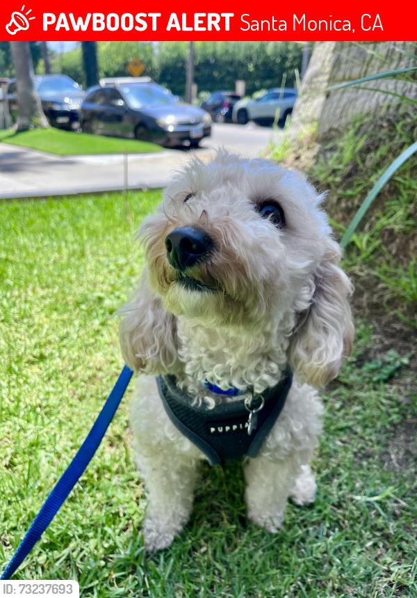 Found/Stray Male Dog last seen 11th & Washington Avenue, Santa Monica, CA 90403