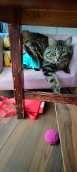 Found/Stray Male Cat last seen Live Oak St and Mariposa Rd, Hesperia, CA 92345