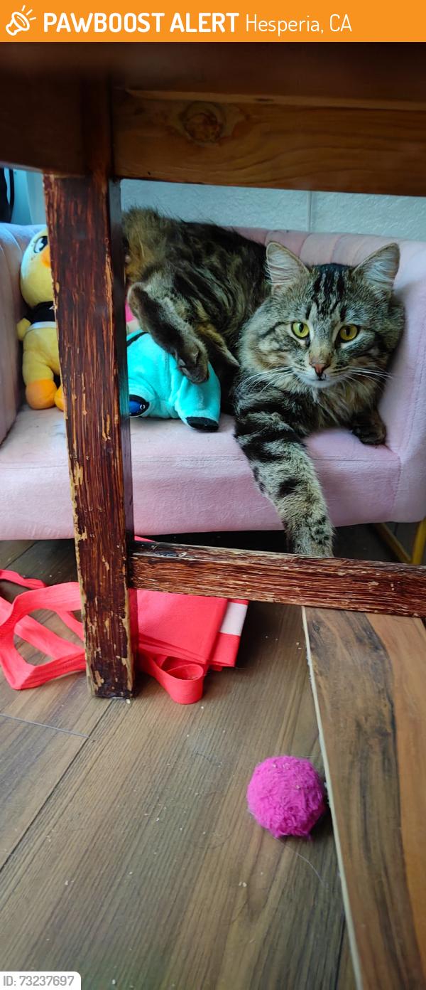 Found/Stray Male Cat last seen Live Oak St and Mariposa Rd, Hesperia, CA 92345