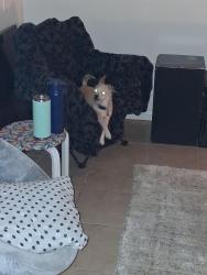 Reunited Male Dog last seen 7th and GreenTree, Victorville, CA 92395