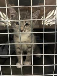 Shelter Stray Female Cat last seen 136TH AND COTTONWOOD LAKES BLVD, 12155 Park Blvd, Brighton, CO 80601, USA