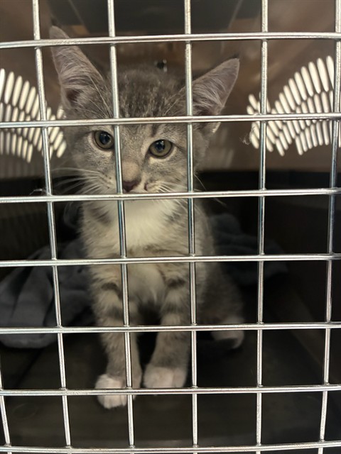 Shelter Stray Female Cat last seen 136TH AND COTTONWOOD LAKES BLVD, 12155 Park Blvd, Brighton, CO 80601, USA