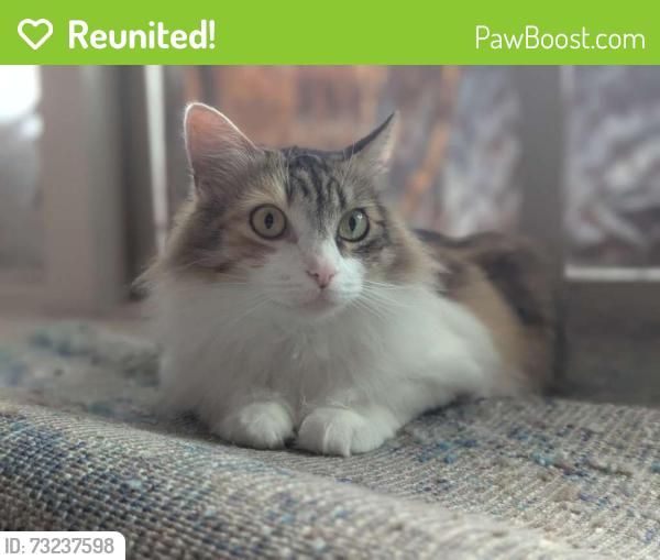 Reunited Female Cat last seen Summerwood apmts, Santa Clara, CA 95050