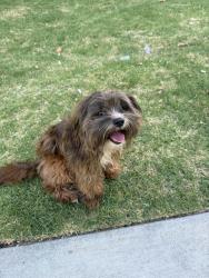 Lost Male Dog last seen Apple Store, Manhattan Beach, CA 90266