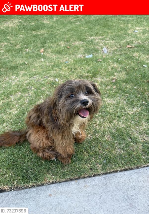 Lost Male Dog last seen Apple Store, Manhattan Beach, CA 90266
