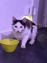 Found/Stray Female Cat last seen Cricketers Hitchin, Ickleford, England 