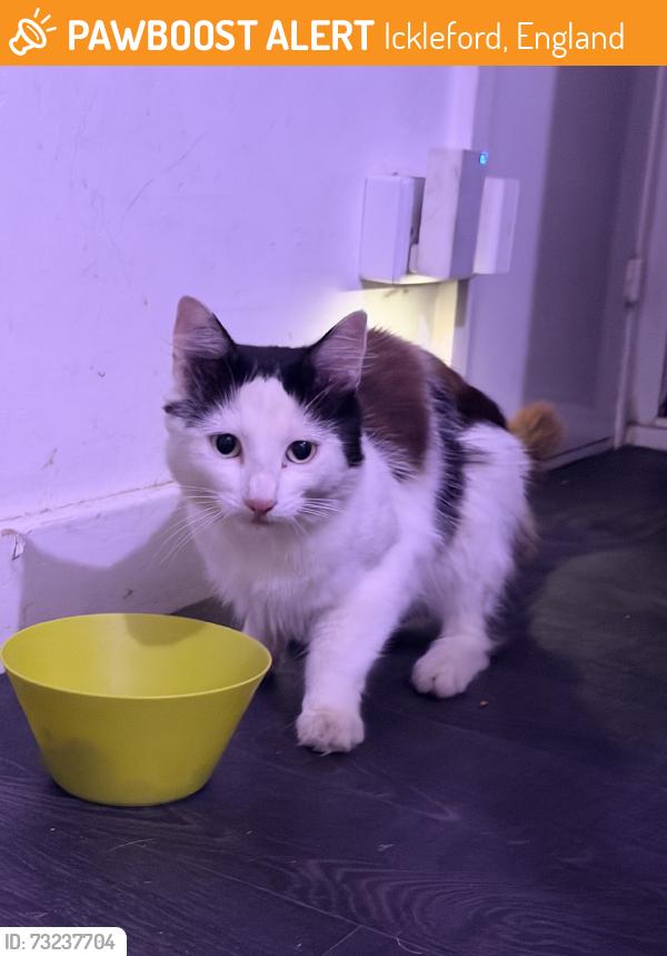 Found/Stray Female Cat last seen Cricketers Hitchin, Ickleford, England 
