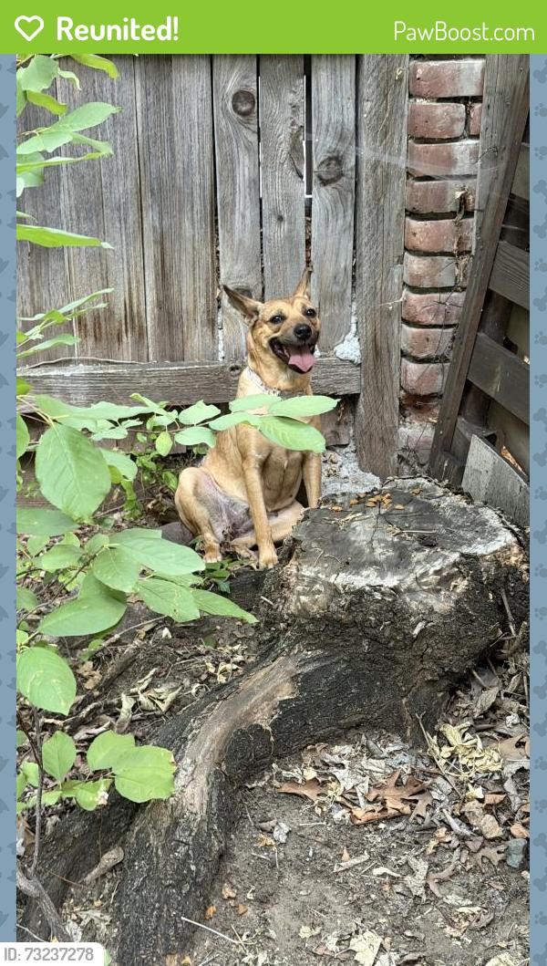 Reunited Female Dog last seen 8th & Fairfax, Denver, CO 80220