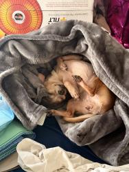 Reunited Female Dog last seen Near Witmer St, Los Angeles, CA 90026, USA, Los Angeles, CA 90026