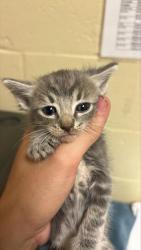 Shelter Stray Female Cat last seen OPUS CIR & STEMMLER DR, 2127 Front St, Sacramento, CA 95818, USA