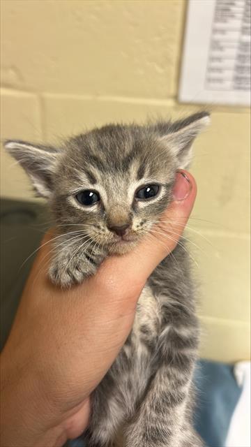 Shelter Stray Female Cat last seen OPUS CIR & STEMMLER DR, 2127 Front St, Sacramento, CA 95818, USA