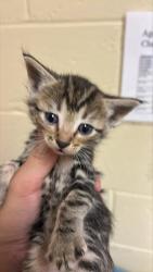 Shelter Stray Female Cat last seen OPUS CIR & STEMMLER DR, 2127 Front St, Sacramento, CA 95818, USA